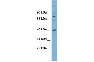 WB Suggested Anti-CASC3 Antibody Titration: 0. (CASC3 Antikörper  (N-Term))