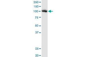 Western Blotting (WB) image for anti-Alanyl tRNA Synthetase (AARS) (AA 1-968) antibody (ABIN513031)
