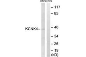 Western Blotting (WB) image for anti-Potassium Channel, Subfamily K, Member 4 (KCNK4) (AA 332-381) antibody (ABIN2890518) (KCNK4 Antikörper  (AA 332-381))