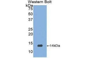 Western Blotting (WB) image for anti-Urocortin 2 (UCN2) (AA 20-112) antibody (ABIN3201718) (Urocortin 2 Antikörper  (AA 20-112))