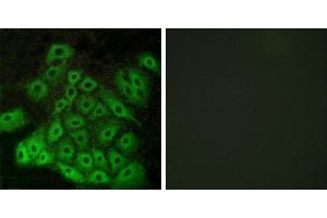 Peptide - +Western blot analysis of extracts from K562 cells and A549 cells, using CSRL1 antibody. (CSRL1 (Internal Region) Antikörper)