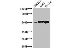 Western Blot Positive WB detected in: HEK293 whole cell lysate, K562 whole cell lysate, Mouse brain tissue All lanes: BTNL2 antibody at 3. (BTNL2 Antikörper  (AA 26-202))