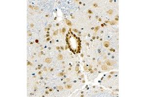 Immunohistochemistry of paraffin embedded mouse spinal cord using UBE3A (ABIN7076104) at dilution of 1:1000 (400x lens) (ube3a Antikörper)
