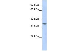Western Blotting (WB) image for anti-RP11-50D163 antibody (ABIN2458874)