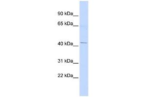 WB Suggested Anti-ERGIC2 Antibody Titration:  0. (ERGIC2 Antikörper  (Middle Region))