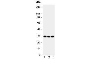 Western blot testing of CD134 antibody and mouse samples 1:  brain (TNFRSF4 Antikörper  (N-Term))