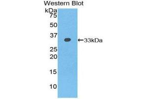 Western Blotting (WB) image for anti-N-Methylpurine-DNA Glycosylase (MPG) (AA 46-315) antibody (ABIN1859868)