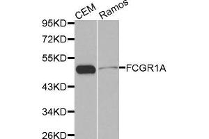 Western blot analysis of extracts of various cell lines, using FCGR1A antibody.