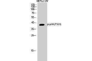 Western Blot (WB) analysis of HepG2-UV cells using Phospho-p38 (Y323) Polyclonal Antibody. (MAPK14 Antikörper  (pTyr323))