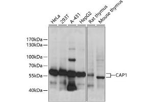 Western blot analysis of extracts of various cell lines, using C antibody (ABIN7266059) at 1:1000 dilution. (CAP1 Antikörper  (AA 1-100))