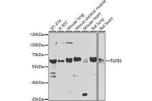 Western blot analysis of extracts of various cell lines, using TGFB3 antibody (ABIN6128822, ABIN6149076, ABIN6149077 and ABIN6224527) at 1:1000 dilution. (TGFB3 Antikörper  (AA 25-300))