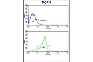 Flow Cytometric analysis of MCF-7 cells using RASL11B Antibody (N-term) Cat. (RASL11B Antikörper  (N-Term))