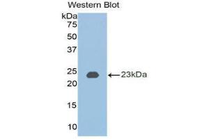 Western Blotting (WB) image for anti-Bone Morphogenetic Protein 2 (BMP2) (AA 50-218) antibody (ABIN3209738) (BMP2 Antikörper  (AA 50-218))