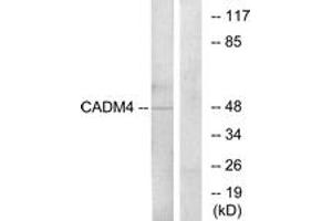 Western blot analysis of extracts from RAW264. (Cell Adhesion Molecule 4 Antikörper  (AA 339-388))