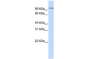 PDXDC1 antibody used at 1 ug/ml to detect target protein. (PDXDC1 Antikörper  (N-Term))