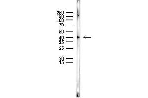Western blot analysis of lysates from Rat liver, using MRPS22 Antibody at 1/1000 dilution.