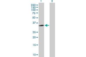 Western Blot analysis of EEF1D expression in transfected 293T cell line by EEF1D MaxPab polyclonal antibody. (EEF1D Antikörper  (AA 1-281))