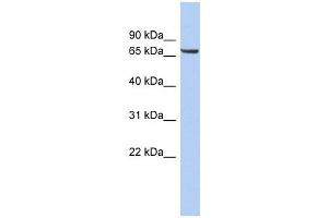 LRRTM4 antibody used at 1 ug/ml to detect target protein.
