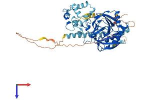 P4HTM Protein (AA 1-503) (His tag)