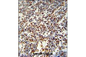 USF2 Antibody immunohistochemistry analysis in formalin fixed and paraffin embedded human lymph tissue followed by peroxidase conjugation of the secondary antibody and DAB staining. (USF2 Antikörper  (AA 218-246))