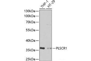 Western blot analysis of extracts of various cell lines using PLSCR1 Polyclonal Antibody at dilution of 1:1000. (PLSCR1 Antikörper)