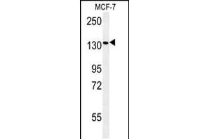 Western blot analysis in MCF-7 cell line lysates (35ug/lane). (PEX1 Antikörper  (AA 599-628))