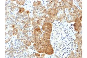 Formalin-fixed, paraffin-embedded human Pancreas stained with VLDL-Receptor Mouse Monoclonal Antibody (VLDLR/1337).
