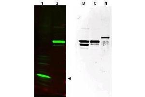 Western blot using  affinity purified anti-SPANX (pan) antibody shows detection of a band at ~17 kDa corresponding to SPANX-C present in a nuclear extract from VWM105 cells (left panel, arrowhead). (SPANXC Antikörper  (AA 31-47))