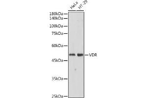 Western blot analysis of extracts of various cell lines, using VDR antibody (ABIN6128919, ABIN6150080, ABIN6150082 and ABIN6215438) at 1:500 dilution. (Vitamin D Receptor Antikörper  (AA 128-427))