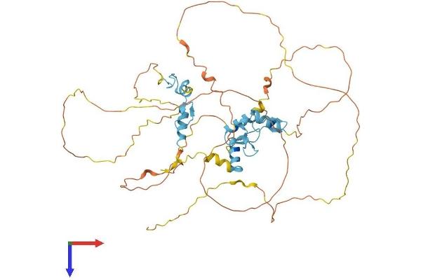 INSM1 Protein (AA 1-510) (His tag)