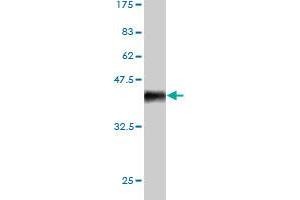 Western Blotting (WB) image for anti-Aurora Kinase A (AURKA) (AA 1-110) antibody (ABIN563053)