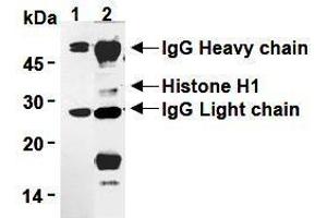 Western Blotting (WB) image for anti-H1 Histone Family, Member 0 (H1F0) antibody (ABIN1449237) (Histone H1 Antikörper)