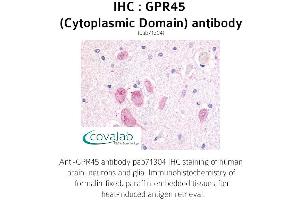 Image no. 1 for anti-G Protein-Coupled Receptor 45 (GPR45) (3rd Cytoplasmic Domain) antibody (ABIN1735105)