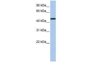 WB Suggested Anti-P2RX2 Antibody Titration:  0. (P2RX2 Antikörper  (N-Term))