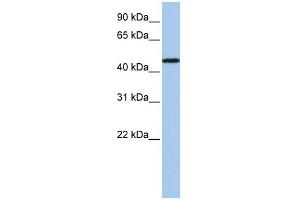 Western Blotting (WB) image for anti-Purinergic Receptor P2X, Ligand Gated Ion Channel 2 (P2RX2) (N-Term) antibody (ABIN2776191)