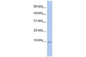 FXYD7 antibody used at 1 ug/ml to detect target protein. (FXYD7 Antikörper  (N-Term))
