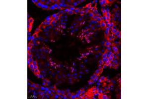 Immunofluorescence of paraffin embedded mouse testis using p1d1 (ABIN7075069) at dilution of 1:500 (400x lens) (PLD1 Antikörper)