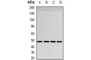 Western blot analysis of INI1 expression in HepG2 (A), MCF7 (B), mouse brain (C), mouse lung (D) whole cell lysates. (SMARCB1 Antikörper)