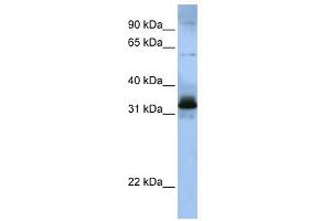 SFRS2B antibody used at 1 ug/ml to detect target protein. (SFRS2B Antikörper  (Middle Region))