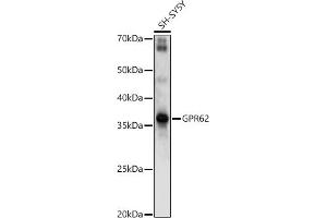 Western blot analysis of extracts of SH-SY5Y cells, using GPR62 antibody (ABIN7267310) at 1:1000 dilution. (GPR62 Antikörper  (AA 150-250))