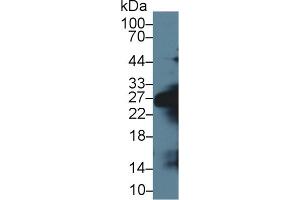 Western blot analysis of Mouse Serum, using Mouse ELA1 Antibody (1 µg/ml) and HRP-conjugated Goat Anti-Rabbit antibody ( (CELA1 Antikörper  (AA 44-259))