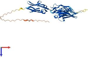 MYBPHL Protein (AA 1-355) (His tag)