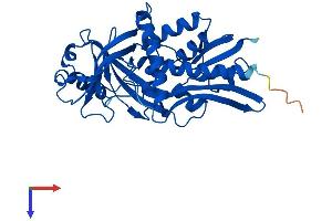 DDO Protein (AA 1-341) (His tag)