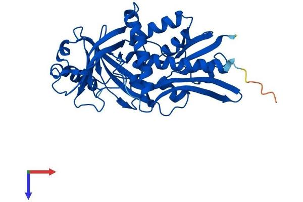 DDO Protein (AA 1-341) (His tag)