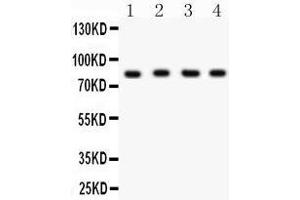 Western Blotting (WB) image for anti-X-Ray Repair Complementing Defective Repair in Chinese Hamster Cells 5 (Double-Strand-Break Rejoining) (XRCC5) (AA 649-676), (C-Term) antibody (ABIN3043964)