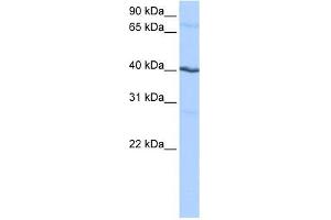 CK1 gamma 2 antibody used at 0. (Casein Kinase 1 gamma 2 Antikörper  (N-Term))
