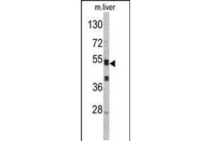 Western blot analysis of SERPINC1 Antibody in mouse liver tissue lysates (35ug/lane) (SERPINC1 Antikörper  (C-Term))