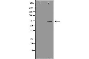 Western blot analysis GCSc-γ using RAW264. (GCLC Antikörper  (N-Term))