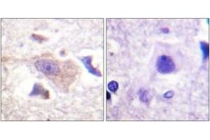 Immunohistochemistry analysis of paraffin-embedded human brain tissue, using GRB10 (Ab-67) Antibody. (GRB10 Antikörper  (AA 33-82))