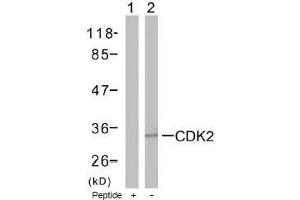 Image no. 1 for anti-Cyclin-Dependent Kinase 2 (CDK2) (Thr160) antibody (ABIN197287) (CDK2 Antikörper  (Thr160))